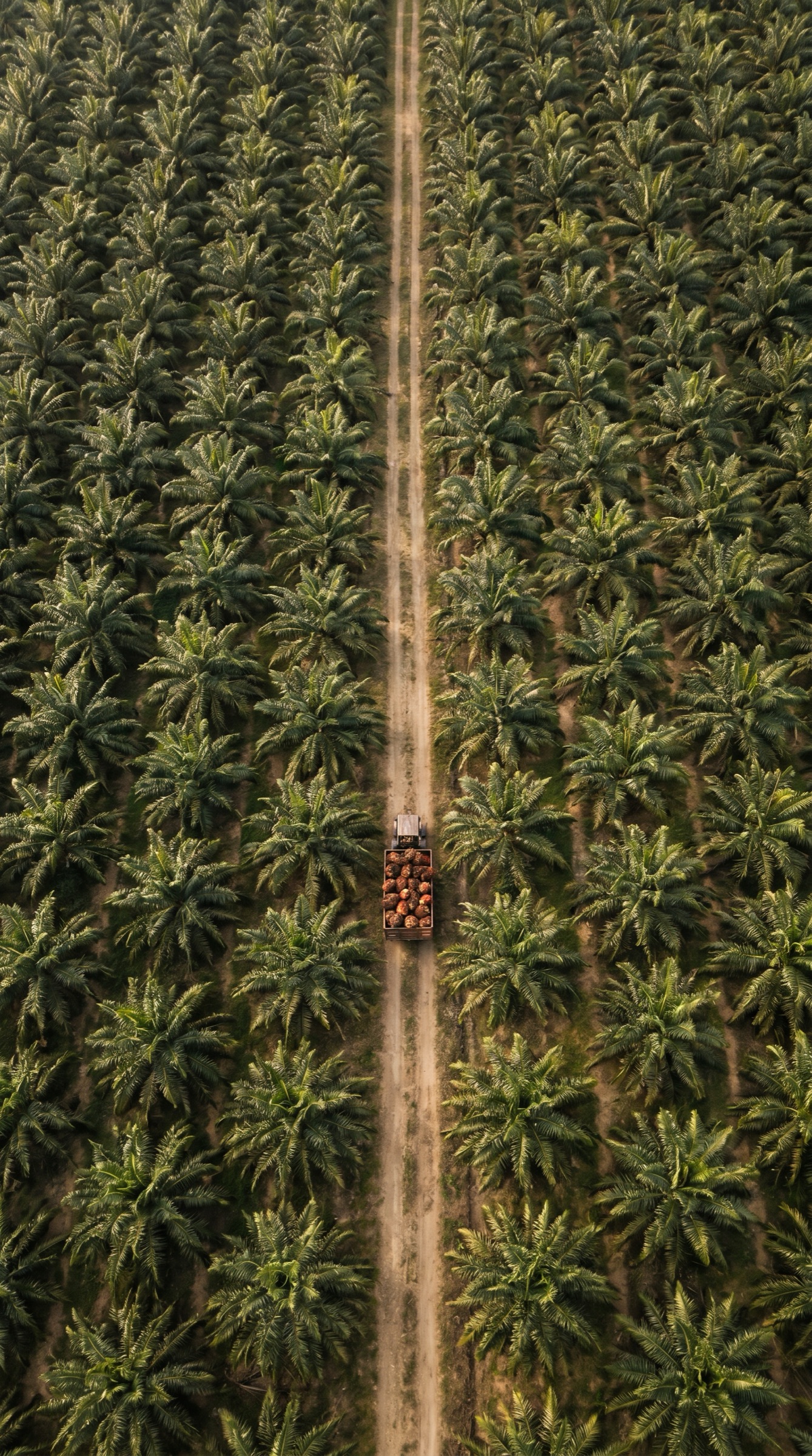 Aerial view of Llanos Orientales palm plantation